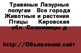 Травяные Лазурные попугаи - Все города Животные и растения » Птицы   . Кировская обл.,Соломинцы д.